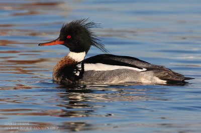 Harle huppé - Red-breasted Merganser