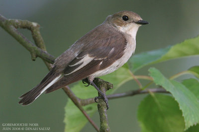 Gobemouche noir - Pied Flycatcher