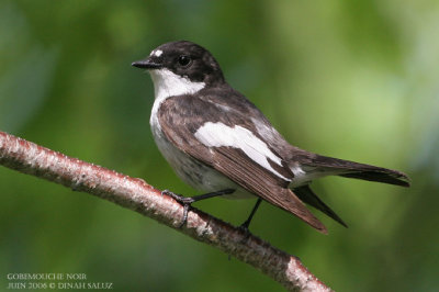 Gobemouche noir - Pied Flycatcher