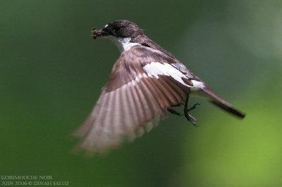Gobemouche noir -  Pied Flycatcher