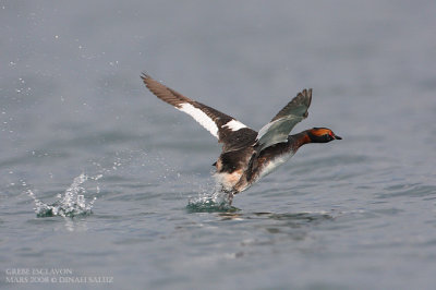 Grèbe esclavon - Slavonian Grebe