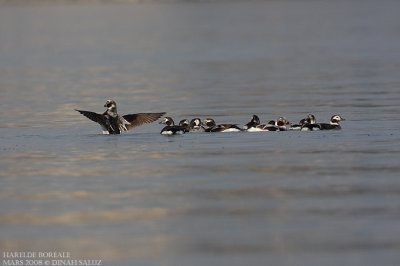 Harelde borale - Long-tailed Duck
