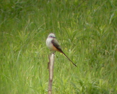Scissor-tailed Flycatcher, Berrien County, MI
