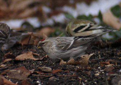 Hoary Redpoll, Berrien County, MI