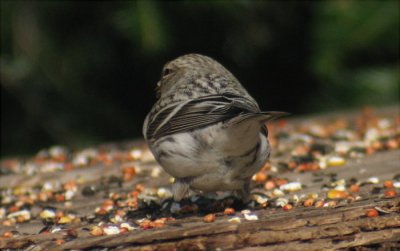 Hoary Redpoll, Berrien County, MI