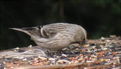 Hoary Redpoll, Berrien County, MI