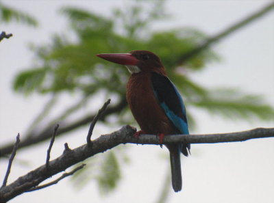 Brown-breasted Kingfisher