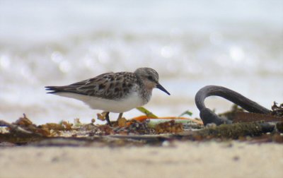 Red-necked Stint