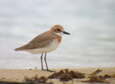 Greater Sand-Plover