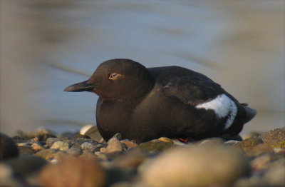 Pigeon Guillemot