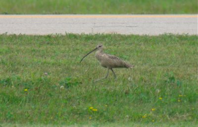 Long-billed Curlew, Van Buren County, MI