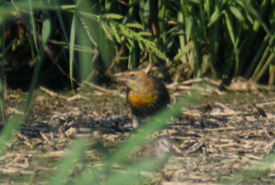 Yellow-headed Blackbird, Berrien County, MI