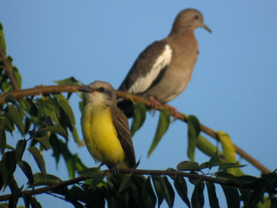 Couch's Kingbird (and White-winged Dove)