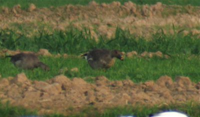 Bean Goose, Imperial County, CA