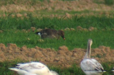 Bean Goose, Imperial County, CA