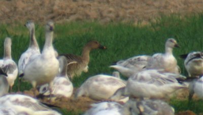 Bean Goose, Imperial County, CA