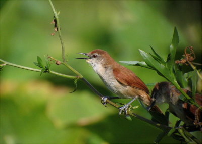 Yellow-chinned Spinetails