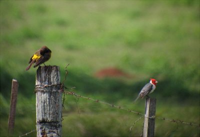 Yellow-rumped Marshbird and Red-crested Cardinal