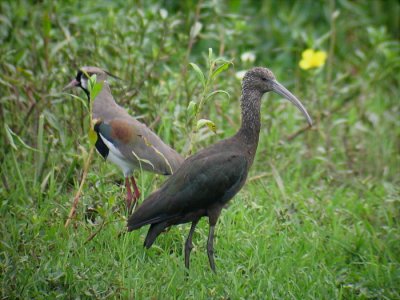 White-faced Ibis and Southern Lapwing