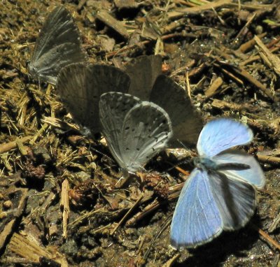 butterflies on horse dung