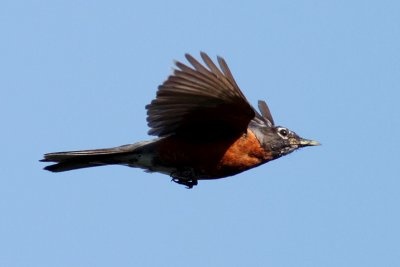American Robin in flight