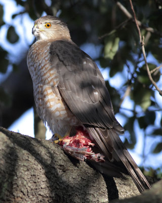 EOS 7D_3722_web.jpg