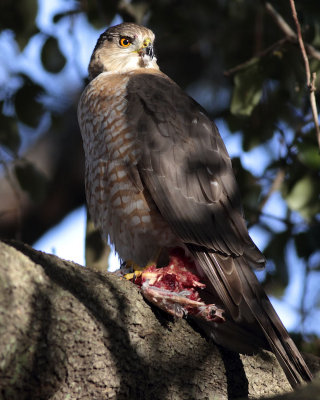 EOS 7D_3743_web.jpg