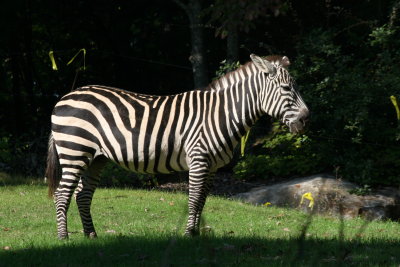 Oooh a zebra
