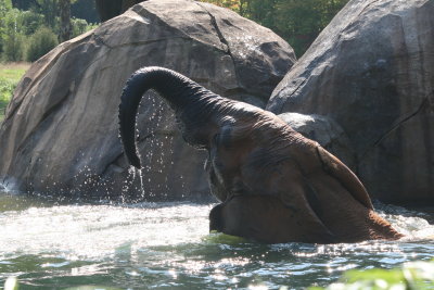 Elephant bath time