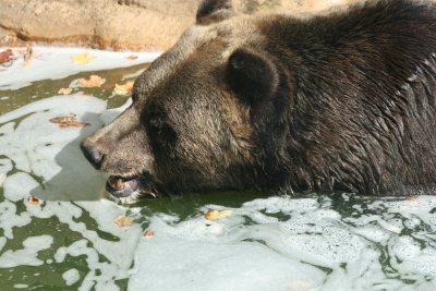 Grizzly bear swim