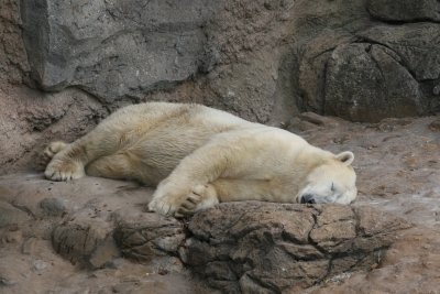polar bear sleeping