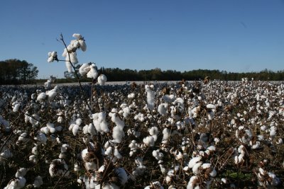 unpicked cotton