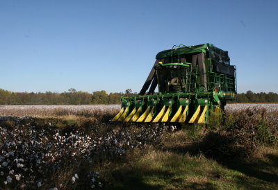 Cotton Harvest - Nov 2008