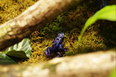 Poison Dart Frog