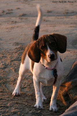 Amber (Our baby Beagle)