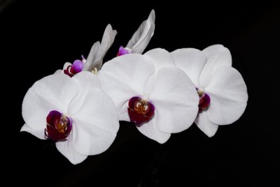 Orchid in Lido Dining Room