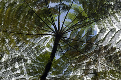 Morne Trois Pitons National Park - Roseau, Dominica