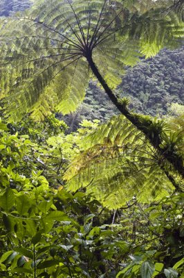 Morne Trois Pitons National Park - Roseau, Dominica