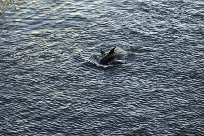 Dolphin visit while docked at San Juan