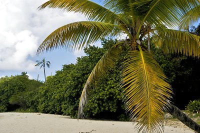 Sprat Hall Beach, St. Croix