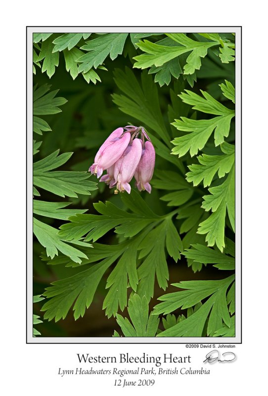 Western Bleeding Heart.jpg