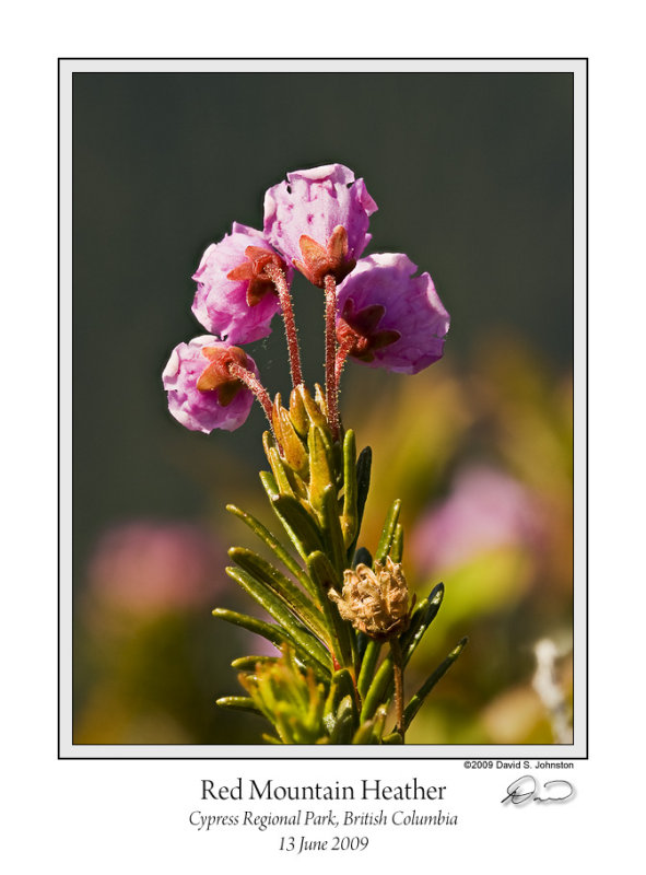 Red Mountain Heather.jpg