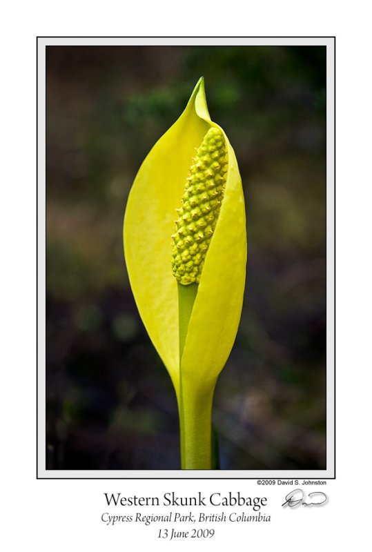 Western Skunk Cabbage Portrait.jpg