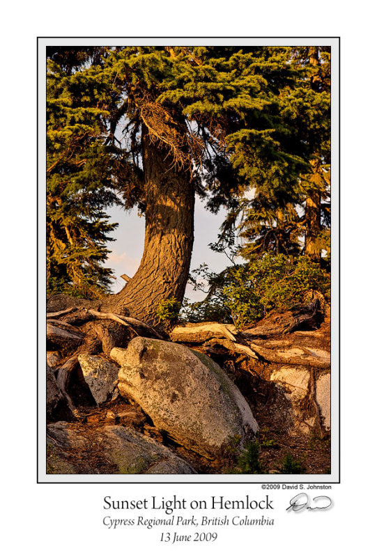 Sunset Light on Hemlock.jpg