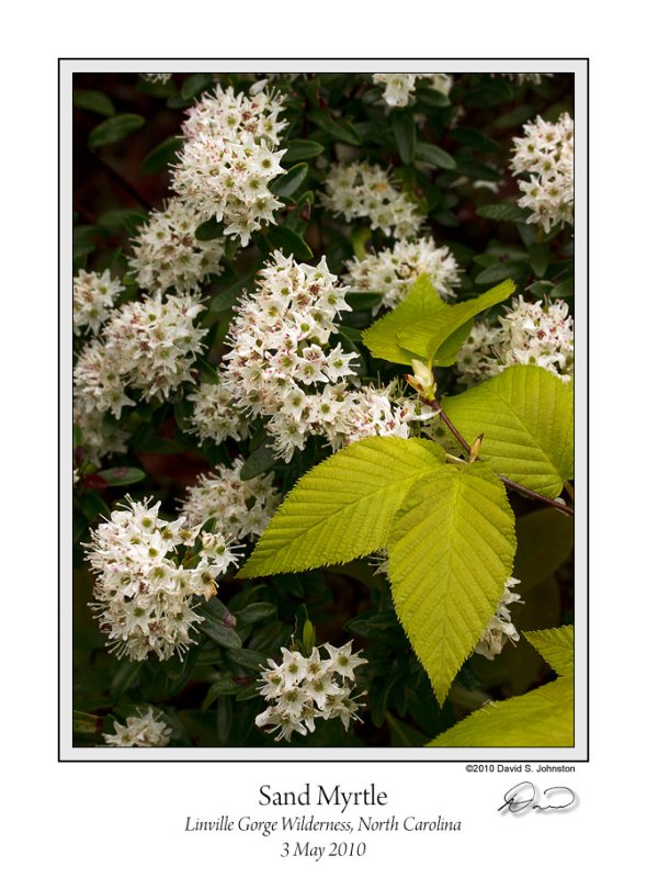 Sand Myrtle.jpg