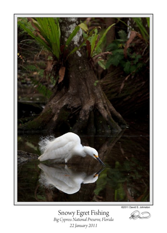 Snowy Egret Fishing.jpg