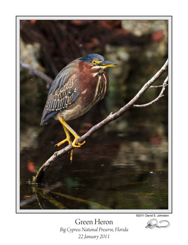 Green Heron Big C.jpg