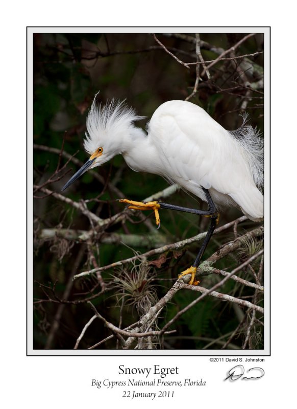 Snowy Egret Fluff.jpg