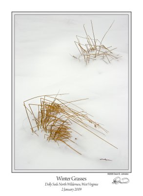 Winter Grasses.jpg