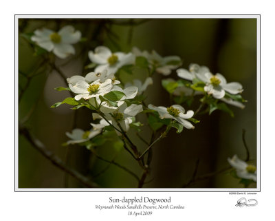 Sun-dappled Dogwood.jpg